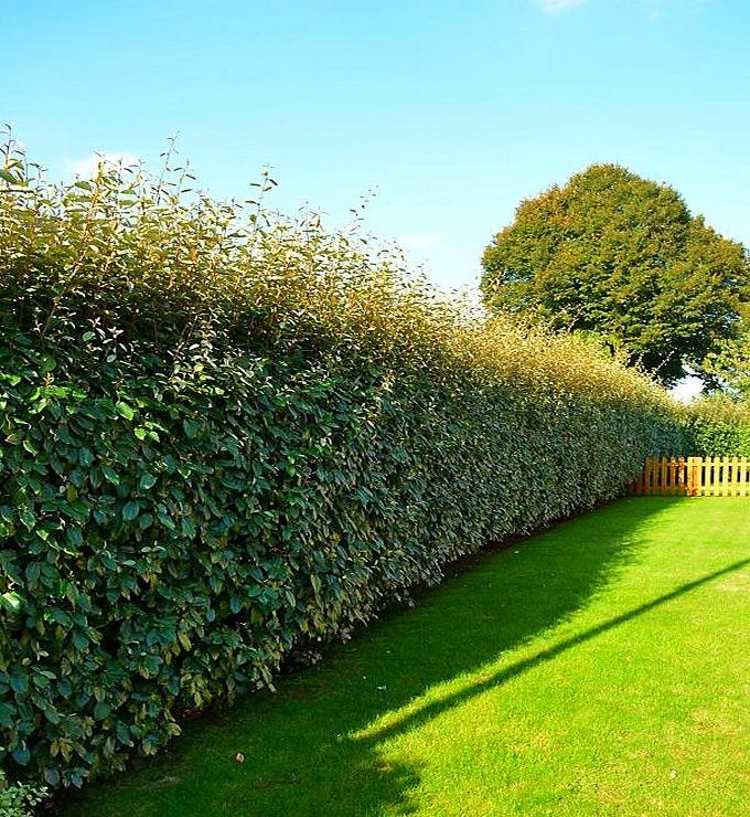 Pourquoi une pergola végétalisée refroidit réellement une maison
