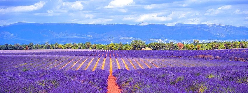 Alpes-de-Haute-Provence - Valensole et allen's tours
